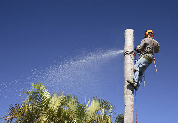 Professional Tree Services in Skyline Acres, OH