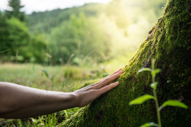 How Our Tree Care Process Works  in  Skyline Acres, OH